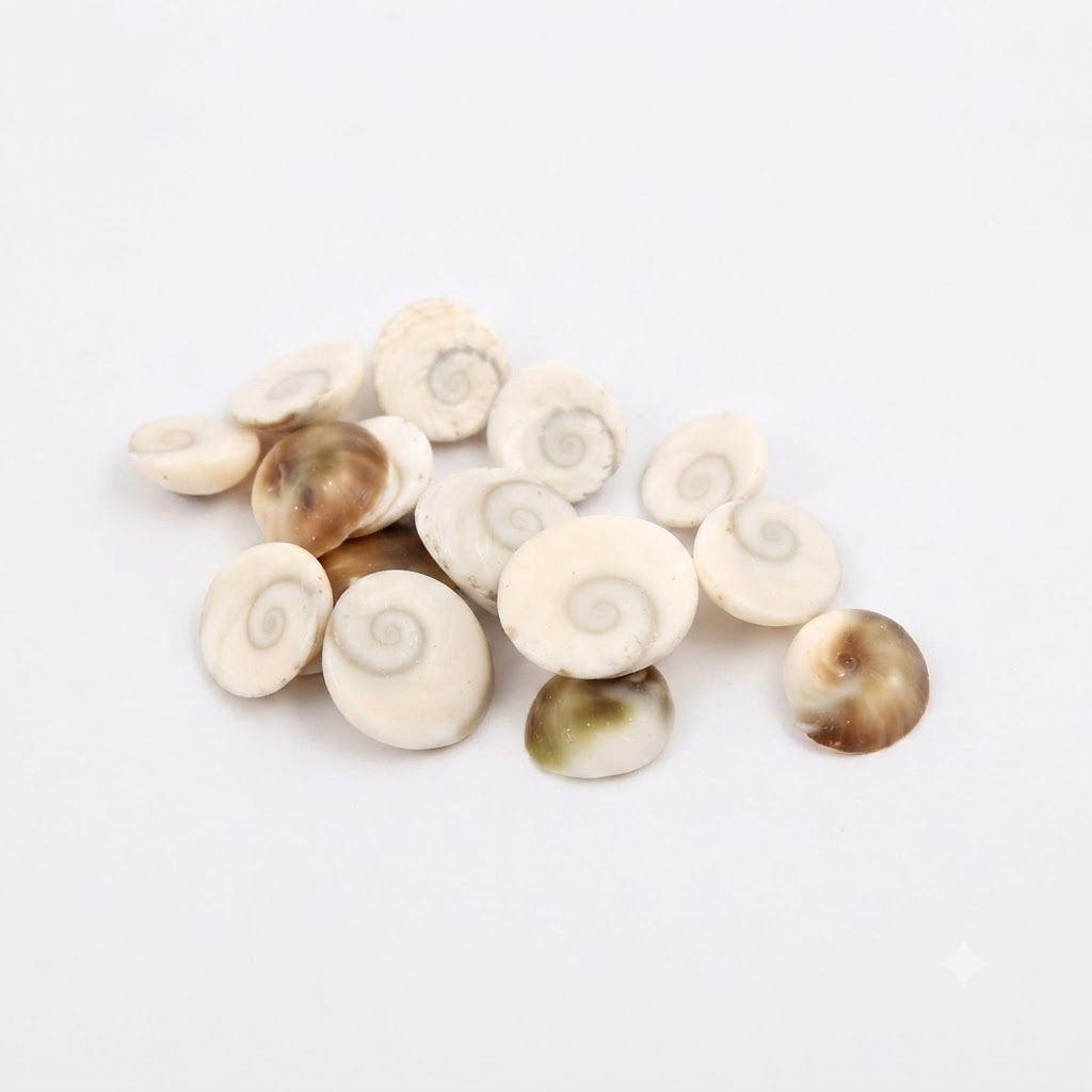 Natural Gomti Chakra Shell – Sacred Laksmi Shell for Wealth, Puja & Vastu Remedies(single pics)