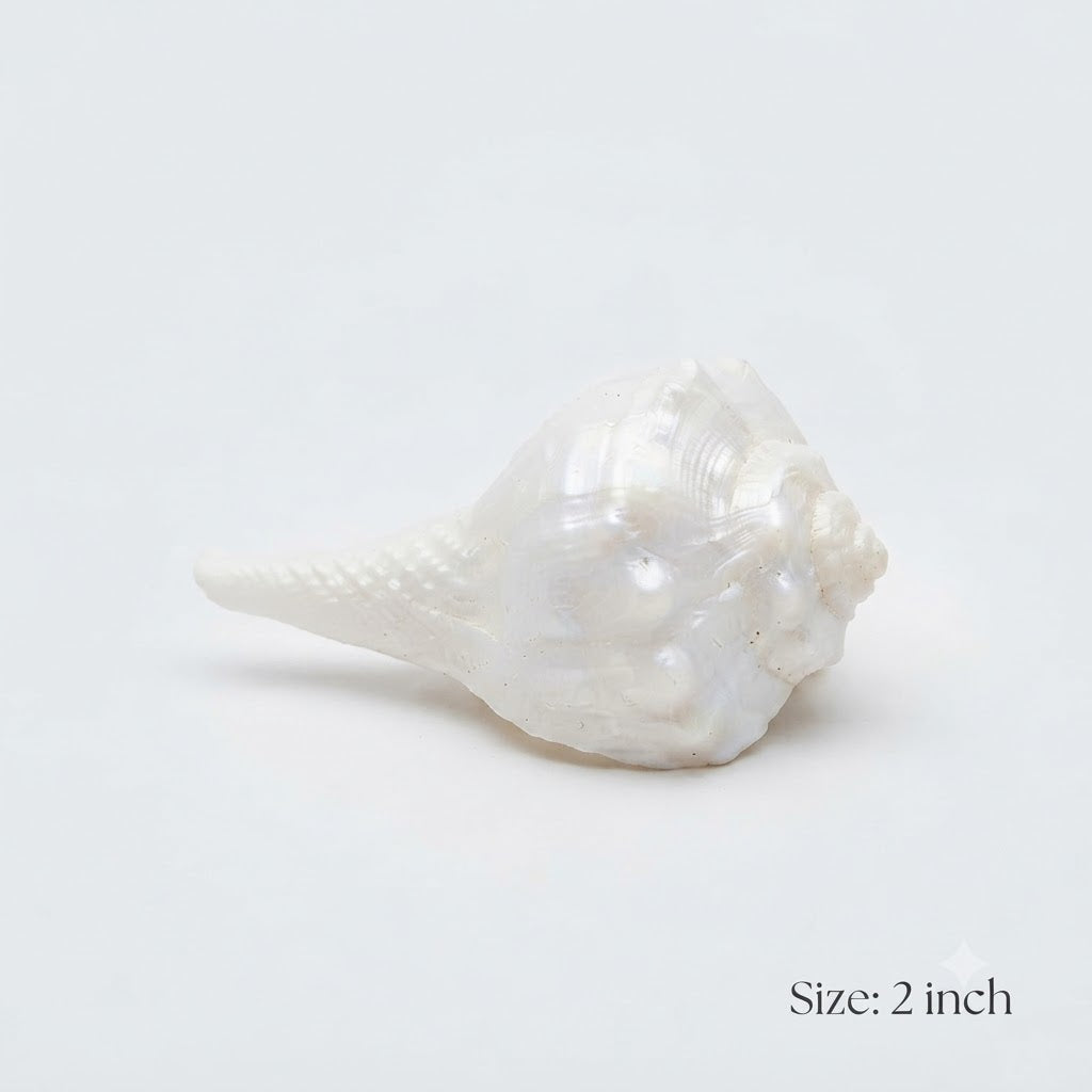 Sacred White Ceremonial Shankh – Elegant Fluted Conch Shell for Puja, Aarti & Temple Decor(2inch)