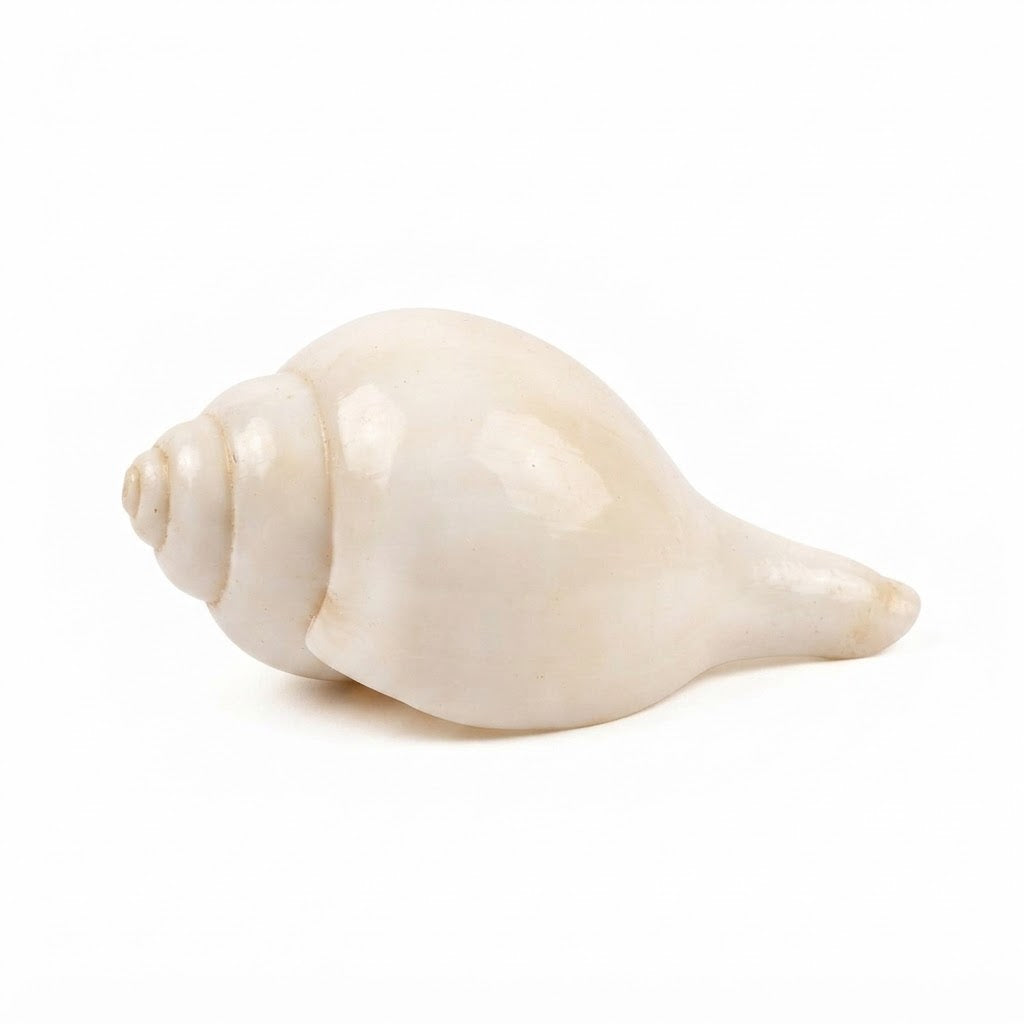 Sacred White Blowing Shankh – Traditional Conch Shell for Puja, Aarti & Positive Energy