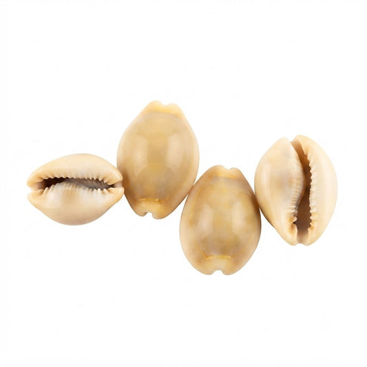 Natural Yellow Cowrie Shells (Pili Kaudi) – Sacred Cowry Shells for Wealth, Lakshmi Puja & Vastu(Single pics)