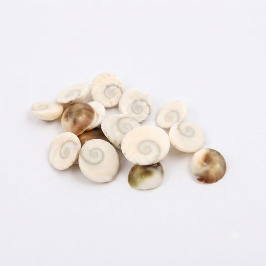 Natural Gomti Chakra Shell – Sacred Laksmi Shell for Wealth, Puja & Vastu Remedies(single pics)