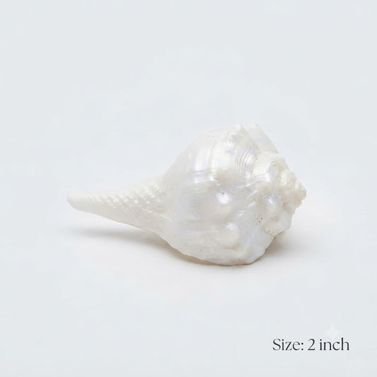 Sacred White Ceremonial Shankh – Elegant Fluted Conch Shell for Puja, Aarti & Temple Decor(2inch)