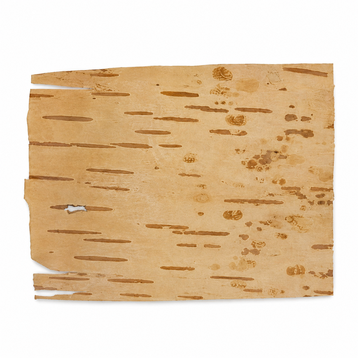 Bhoj Patra – Natural Sacred Birch Bark Sheet