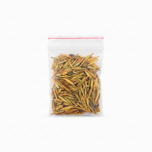 Pure Indra Jau (Bitter Wrightia / Holarrhena Antidysenterica Seeds)