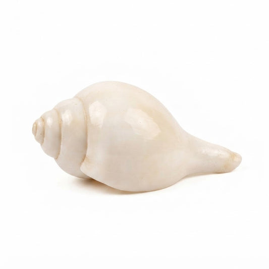 Sacred White Blowing Shankh – Traditional Conch Shell for Puja, Aarti & Positive Energy